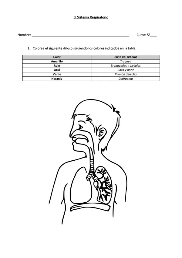 Practica Guiada Sistema respiratorio