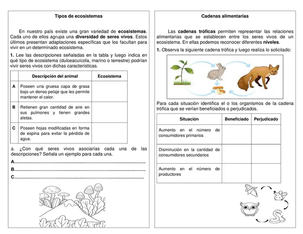 Guía de síntesis "Tipos de ecosistemas" "Cadena alimentaria" 4° año básico.