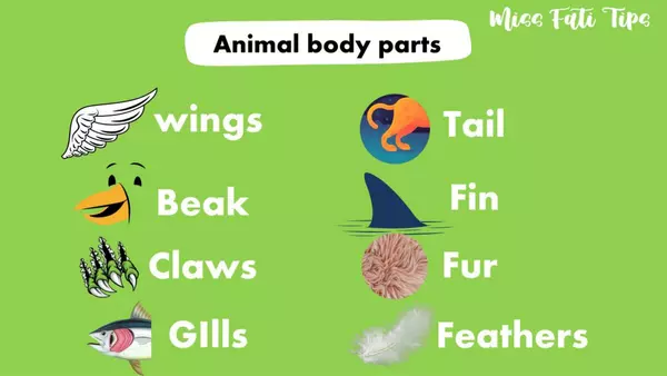 Animals body parts (Partes del cuerpo de los animales en Inglés)