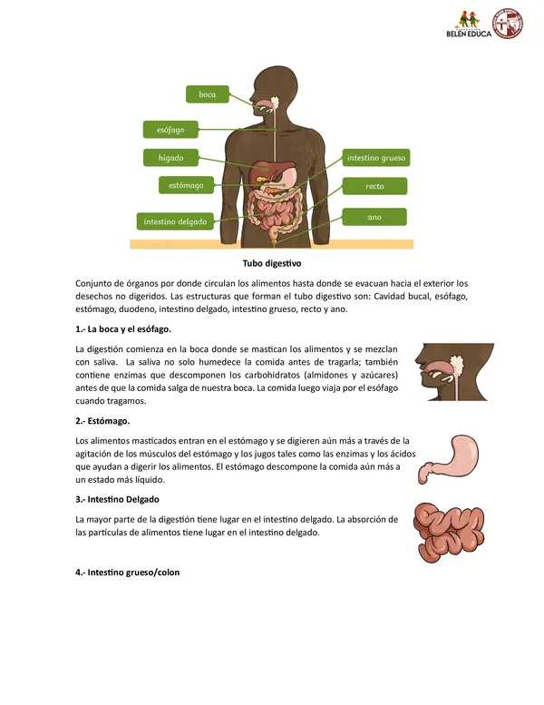 sistema digestivo y sistema circulatorio