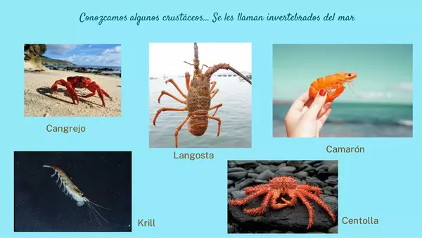 Animales invertebrados: los crustáceos