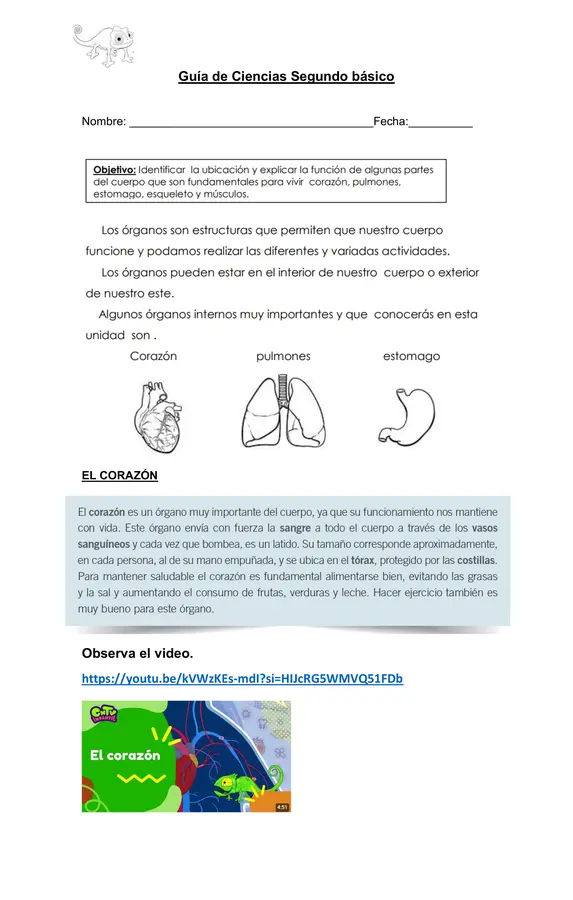 Guía Corazón, pulmones y estómago 2° Básico
