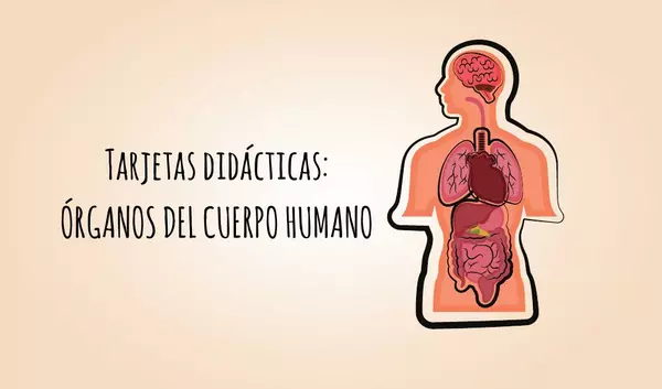 Tarjetas didácticas: Órganos del cuerpo humano.