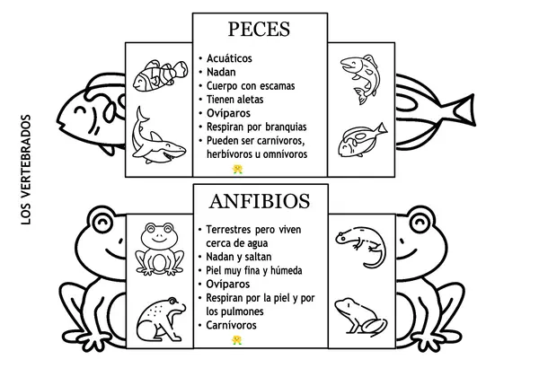 Los vertebrados material plegable.