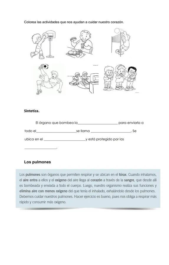 Guía Corazón, pulmones y estómago 2° Básico