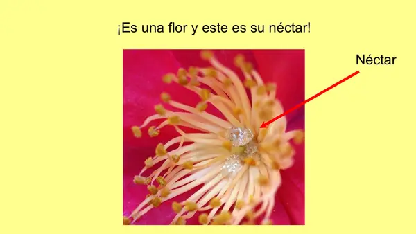La Abeja Haragana. Clase N°3. Activación de conocimientos previos 