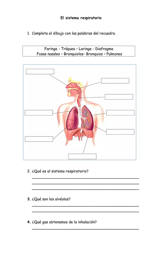 Guía del sistema respiratorio