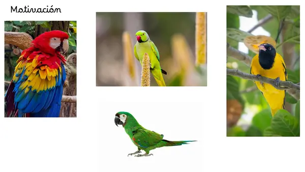 PRIMER DÍA LECCIÓN LORO 