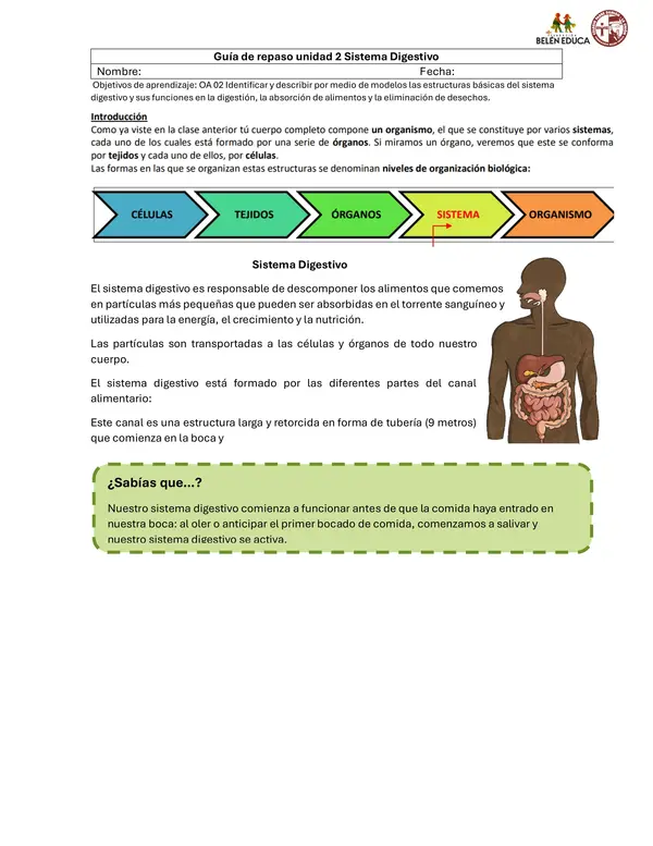 sistema digestivo y sistema circulatorio