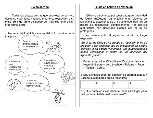 Guía de síntesis "Ciclo de vida" " Fauna en peligro de extinción" 2°año.