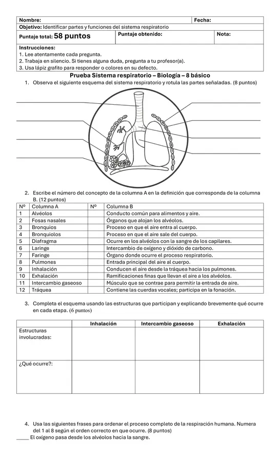 Prueba sistema respiratorio