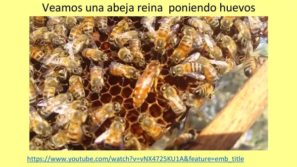 La Abeja Haragana. Clase N°2. Profundización en las abejas
