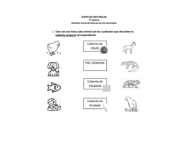 Características de los animales 