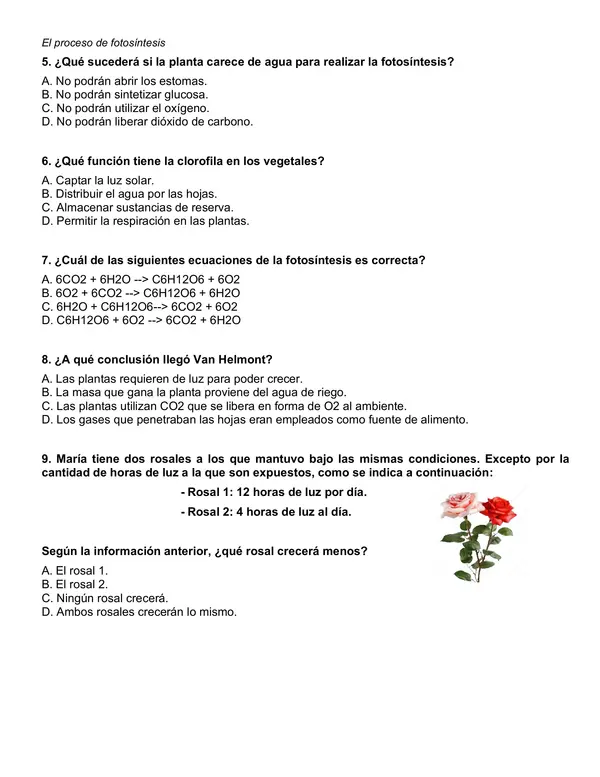 Evaluación "Las plantas y el proceso de fotosíntesis" 6° año básico. 