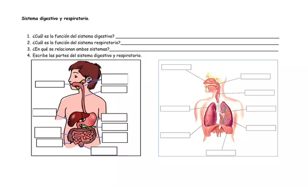 Guía sobre los niveles de organización de los seres vivos, el sistema digestivo y respiratorio