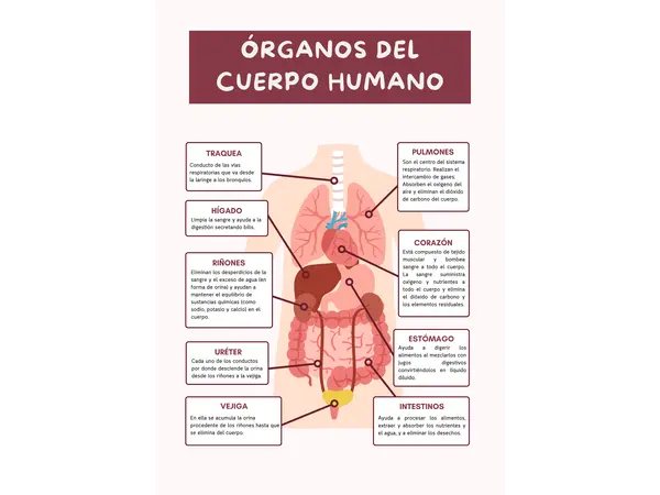 Infografía - Cuerpo humano ¡GRATIS!