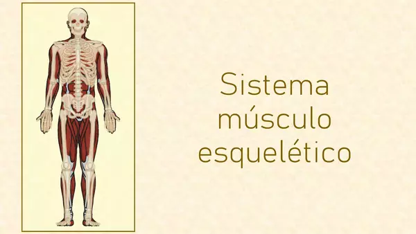 Sistema Musculo Esquelético 