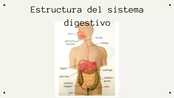 Ppt sistema digestivo