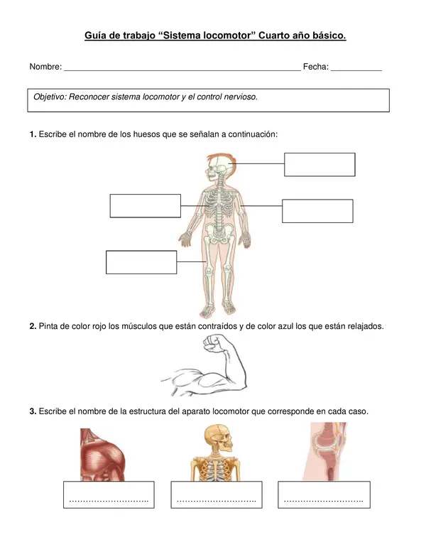 Guía de ciencias "Aparato locomotor" 4° básico