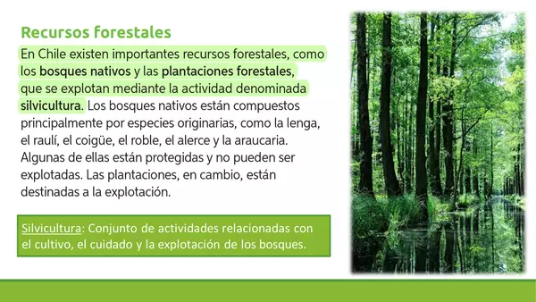 Recursos forestales 