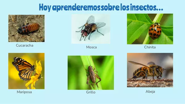 invertebrados: los insectos