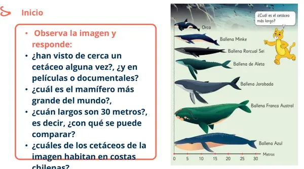 Clase 1 y 2 Capítulo 5 Unidad 2 Longitud "Como Comparar" 2° Básico