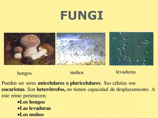 Ppt - Reino fungi