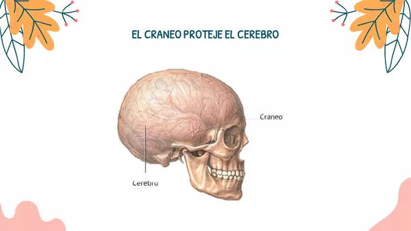 EL CEREBRO