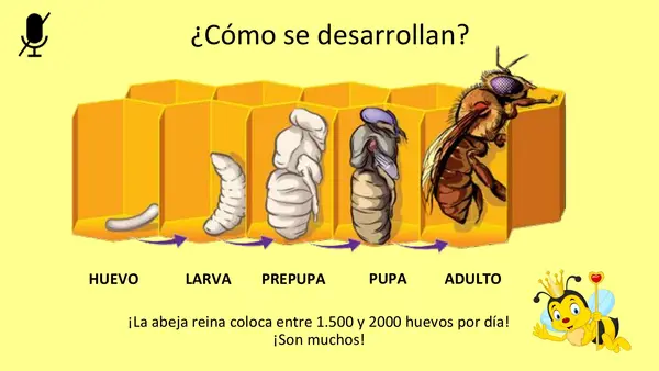 La Abeja Haragana. Clase N°2. Profundización en las abejas