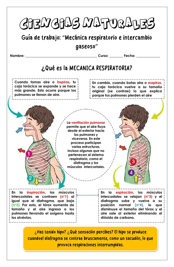 Guía de trabajo - Mecánica respiratoria