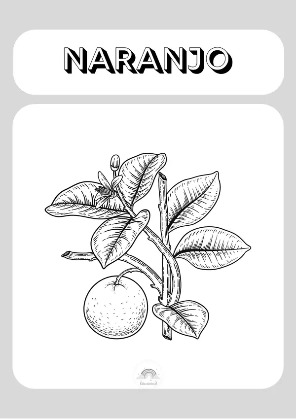 Árboles y plantas frutales (libro para colorear)