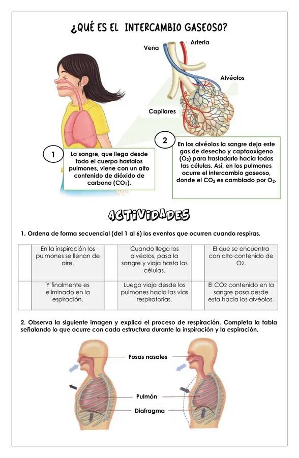 Guía de trabajo - Mecánica respiratoria