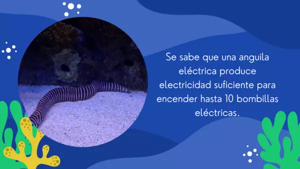 Dato curioso animales marinos "anguila eléctrica"