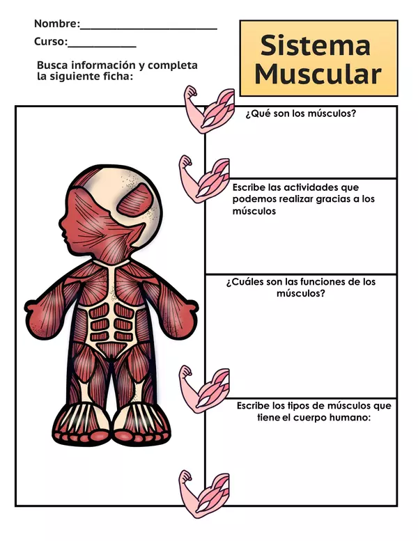 Guía de trabajo - Sistema muscular