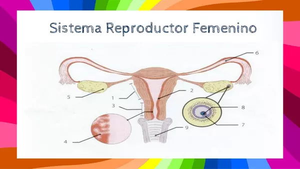 Aparato Reproductor Femenino y Masculino.