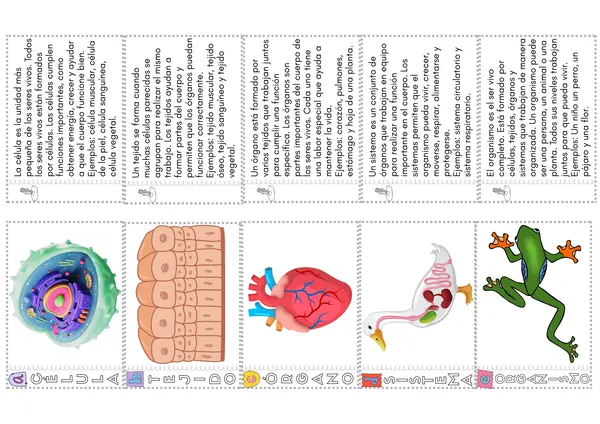 De la célula al organismo – Flap Book y Carteles Informativos
