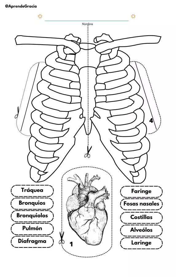 Sistema Respiratorio - Ciencias Naturales