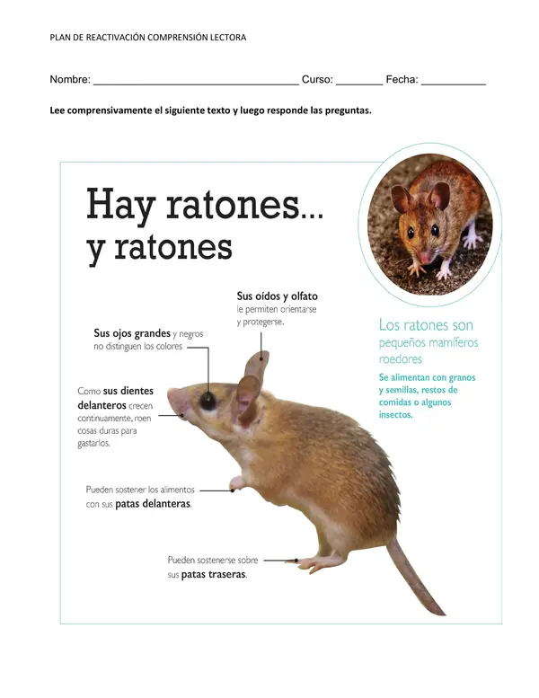 Infografia Hay Ratones...y ratones