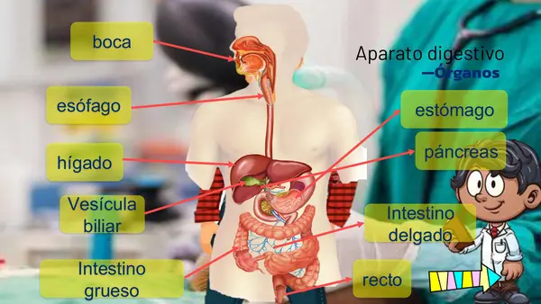 EL APARATO DIGESTIVO