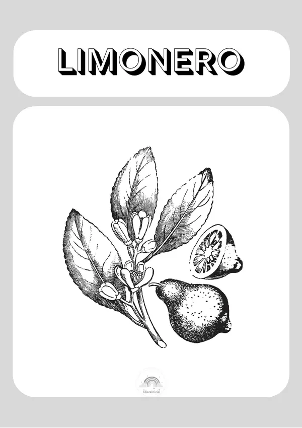 Árboles y plantas frutales (libro para colorear)