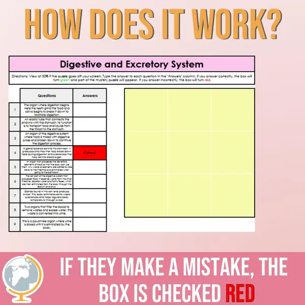 Digestive and Excretory System Mystery Puzzle