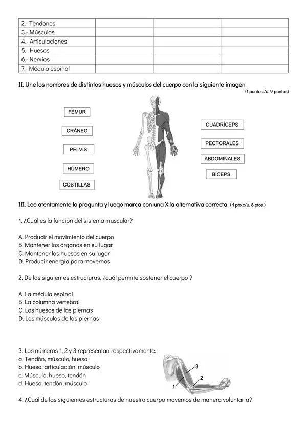 Prueba Ciencias: Cuerpo humano 4º básico