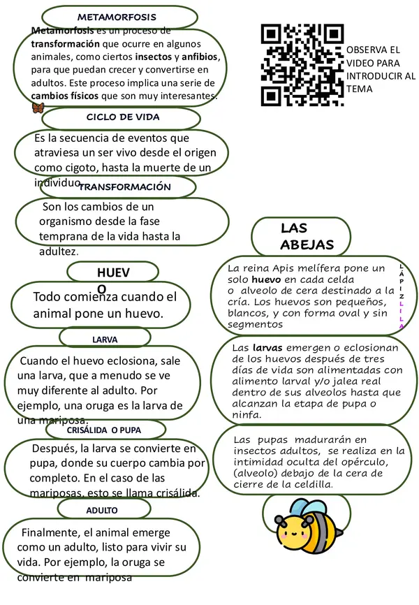 UNIDAD DIDÁCTICA METAMORFÓSIS