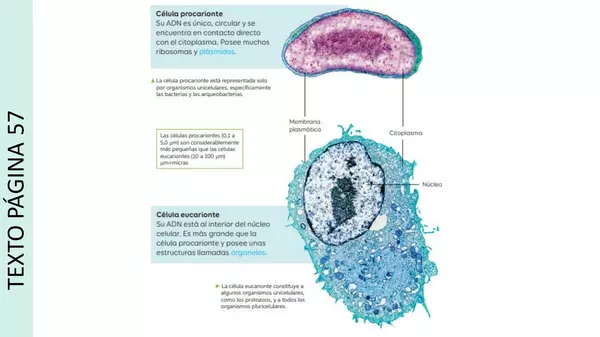 PPT Célula procarionte y eucarionte