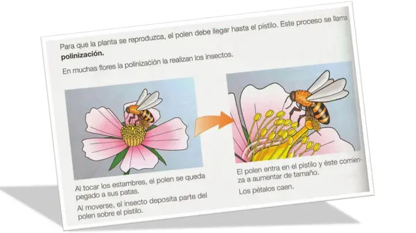 La polinización 