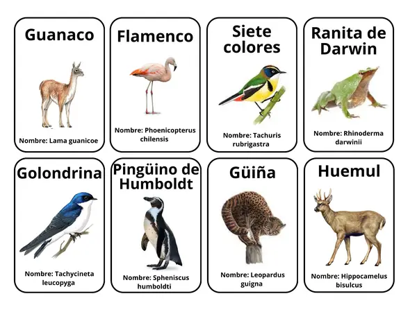 Seres vivos Chilenos