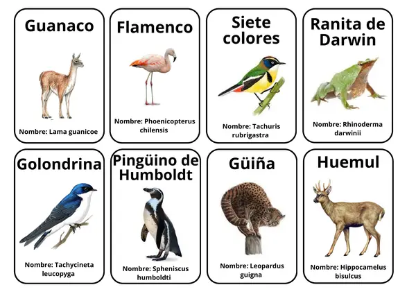Seres vivos Chilenos