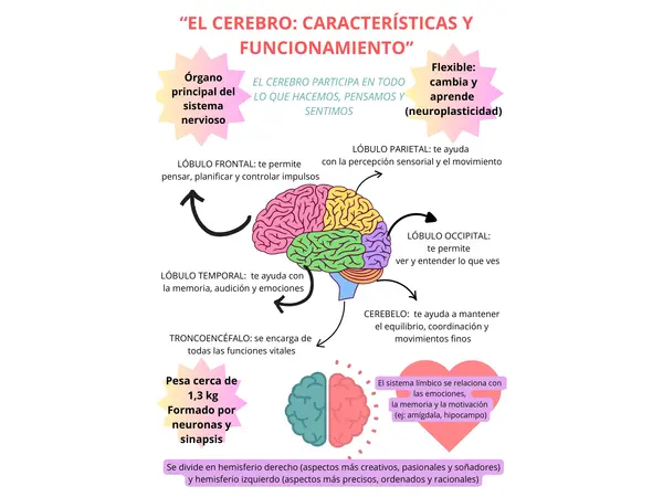 Infografía sobre el cerebro y sus funciones principales