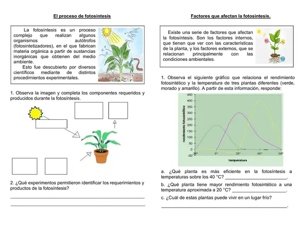 Guía de síntesis ciencias 6°año "Fotosíntesis"