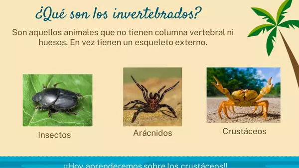Animales invertebrados: los crustáceos